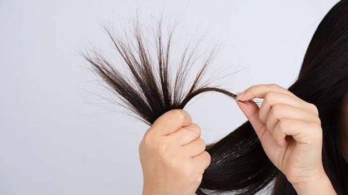 rambut bercabang: Merawat Panjang Rambut tanpa Kehilangan Nyali