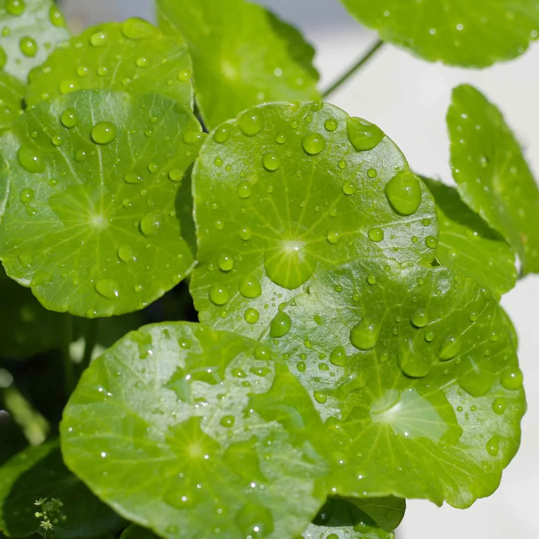 centella asiatica untuk kulit: Manfaat Cica untuk Wajah dalam Rutinitas Harian