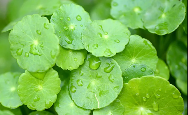 centella asiatica untuk kulit: Kaitan Erat Centella Asiatica dengan Kemerahan pada Kulit