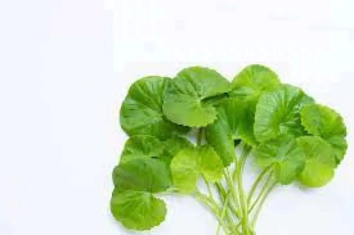 Mengapa Centella Asiatica untuk Kulit Cocok untuk Iklim