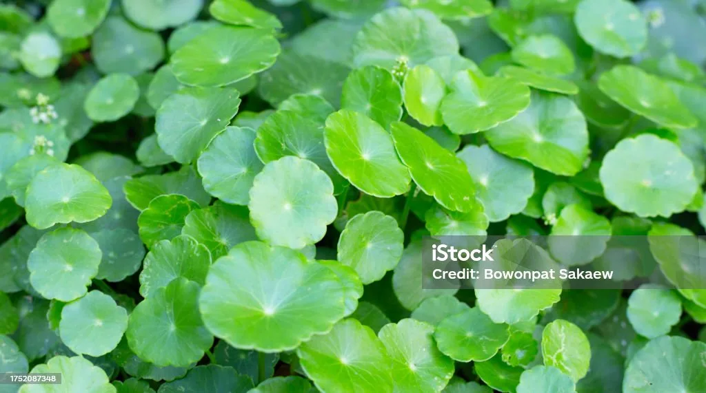 centella asiatica untuk kulit - Tips Praktis Membangun Rutinitas Centella Asiatica untuk
