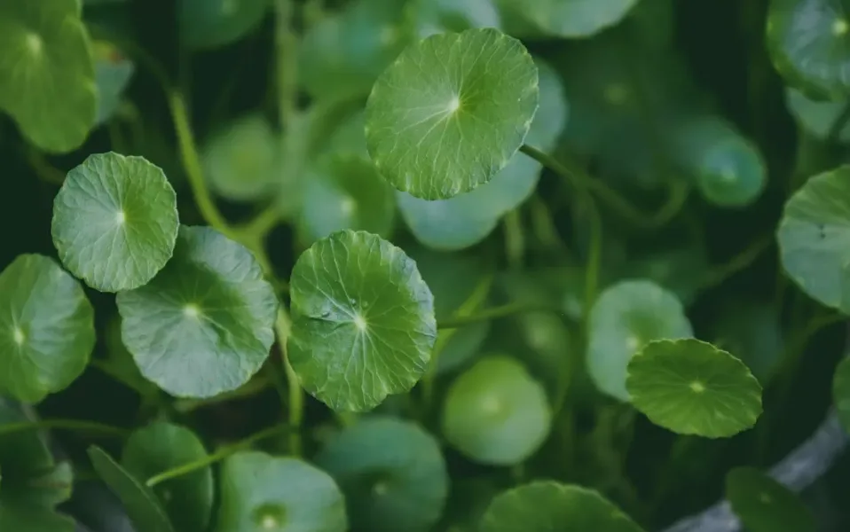 centella asiatica untuk kulit