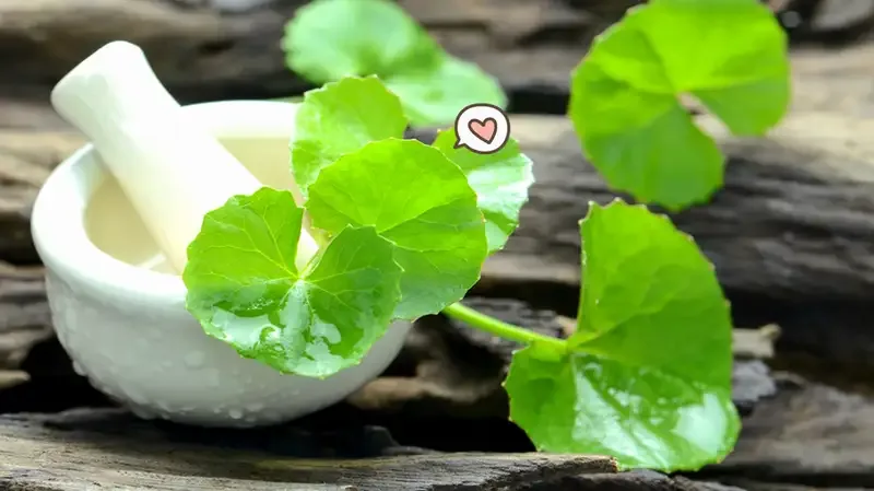 centella asiatica untuk kulit - Apakah Pelembab Centella Halal Aman untuk Semua Jenis Kulit?
