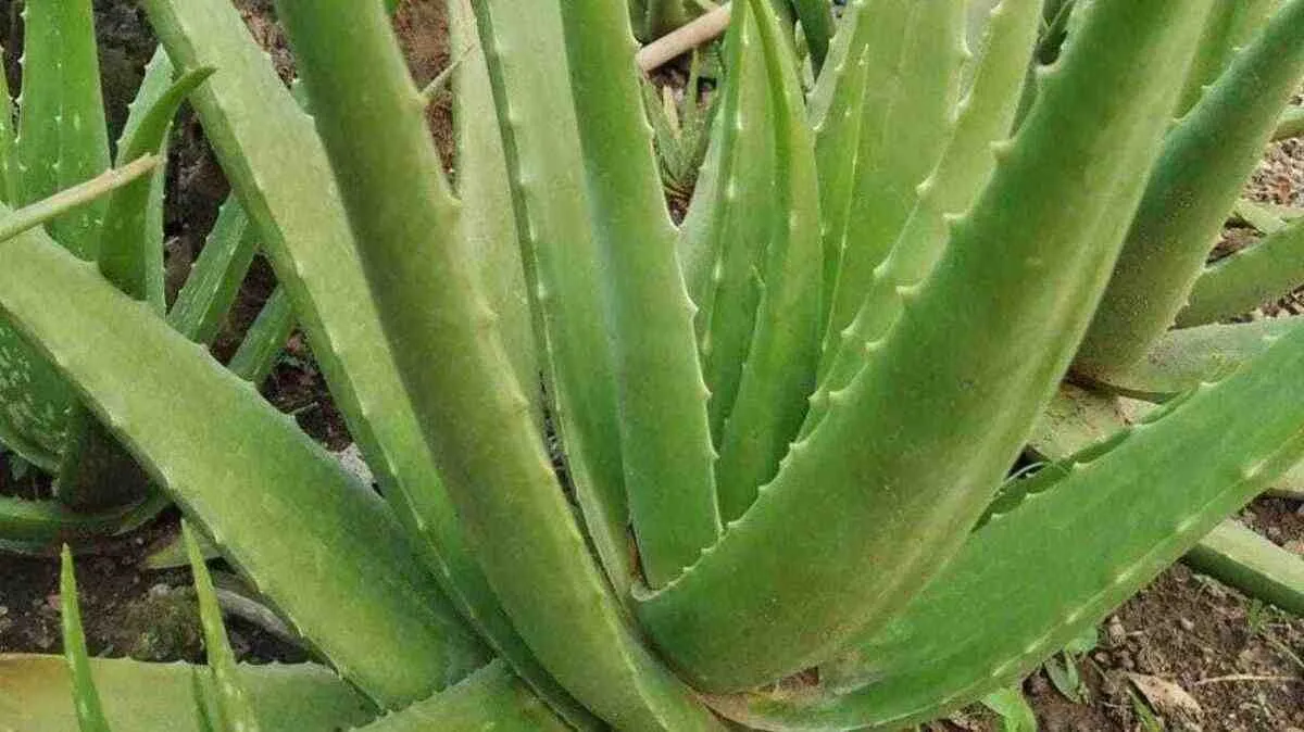lidah buaya untuk wajah
