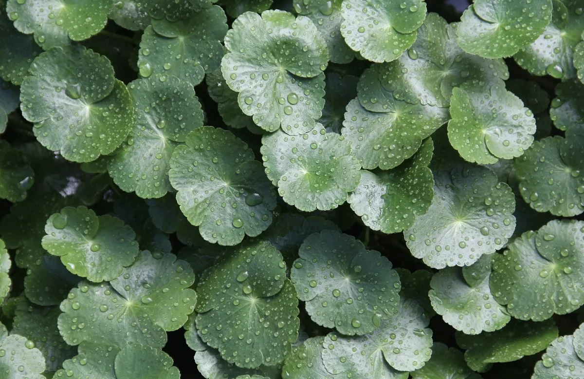 Kesalahan Umum dalam Memakai Centella Asiatica untuk Kulit