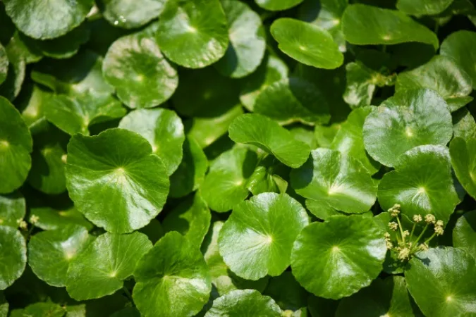 centella asiatica untuk kulit