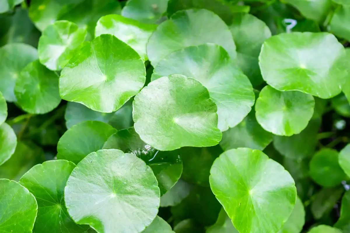 Mengapa Centella Asiatica untuk Kulit Layak Dipertimbangkan?