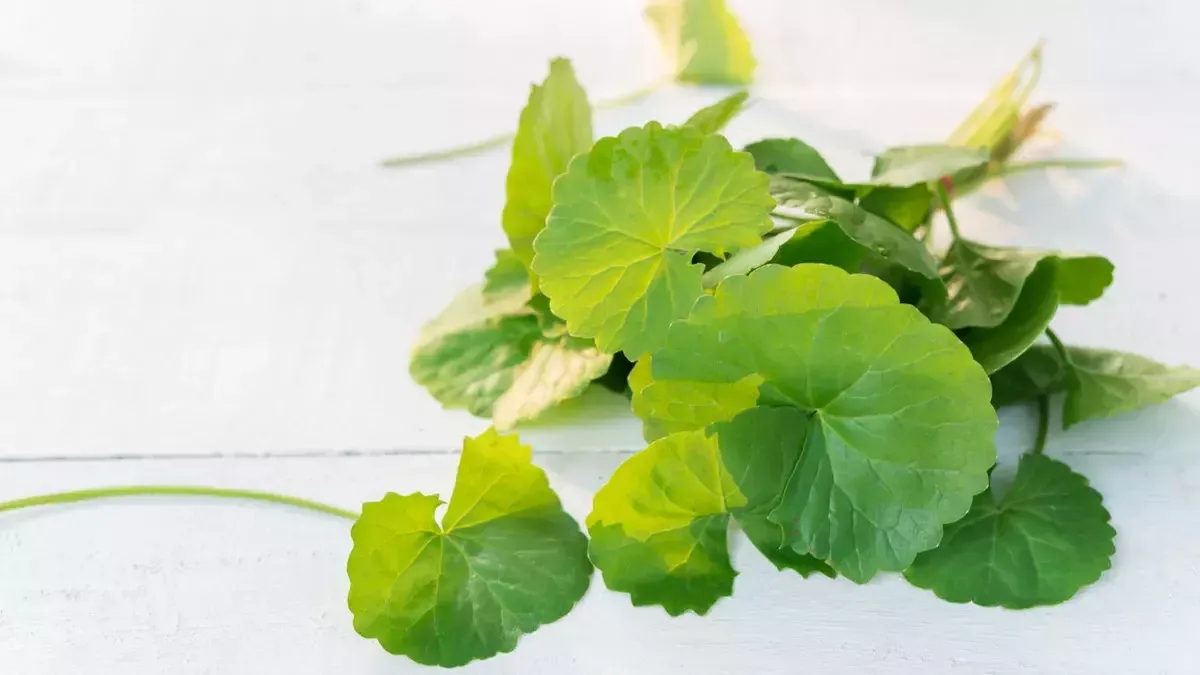 centella asiatica untuk kulit - Memilih Skincare Centella Asiatica yang Tepat