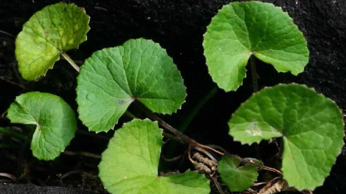 Pandangan Akhir: Centella Asiatica untuk Kulit sebagai