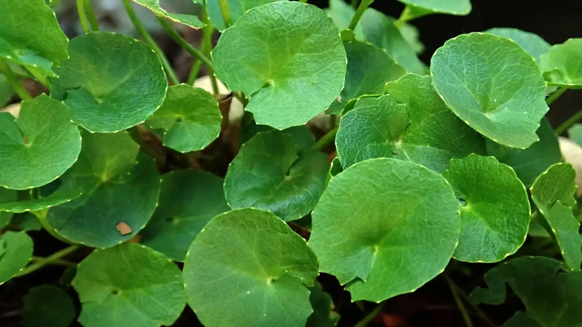 Bagaimana Centella Asiatica untuk Kulit Bekerja Meredakan