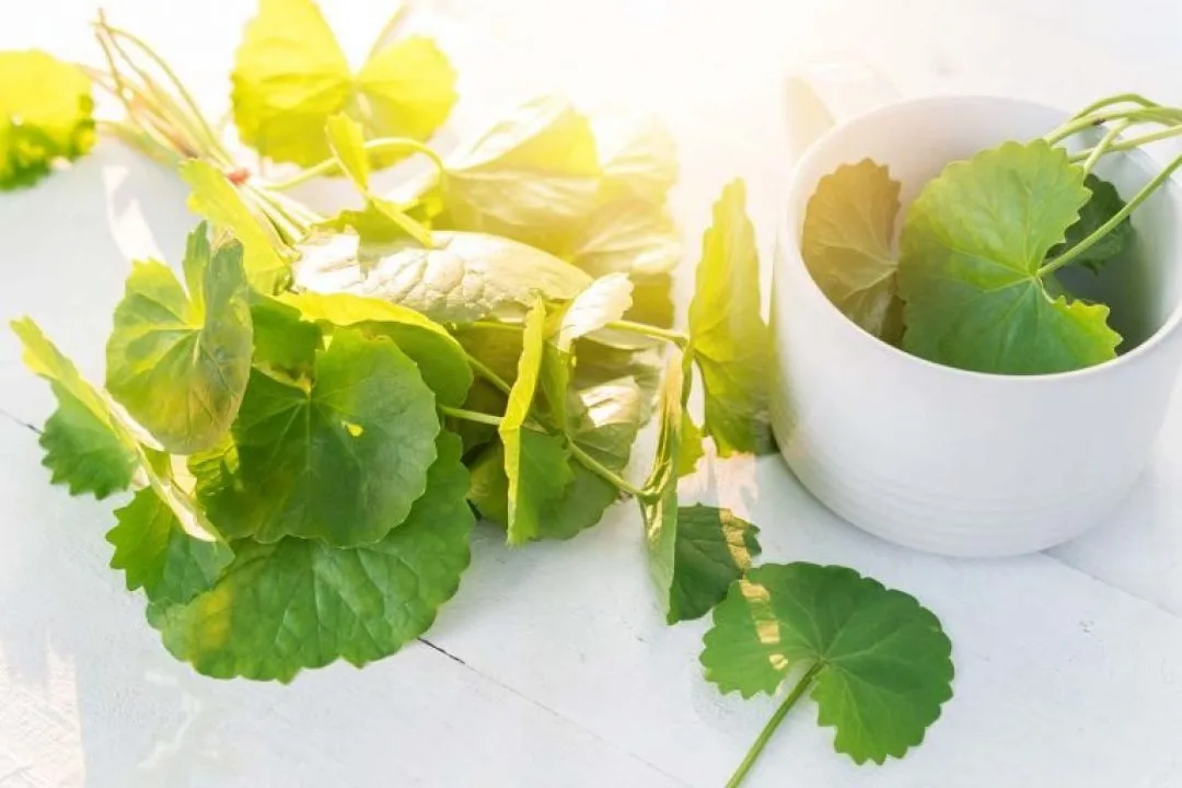 Panduan Memilih Produk Centella Asiatica untuk Kulit