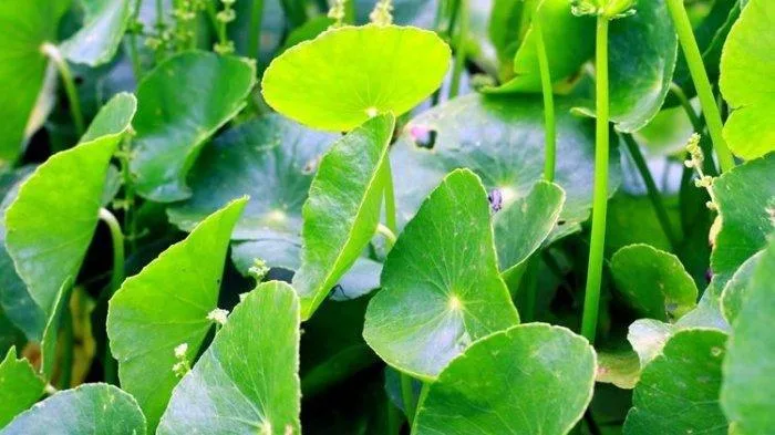 Kombinasi Centella Asiatica untuk Kulit dengan Bahan Aktif